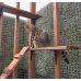 Catio / Cat Lean to 6ft x 3ft x 7ft5"