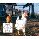 Chicken / Rabbit  Wire 1050 x 31 x 50mt (3+ft with 1.1/4" hole x165ft) 19G 