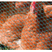 PVC Coated chicken Wire 1000x13x50 meters - (1/2" inch holes)