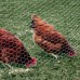 Chicken Wire 900 x 50 x 50mt (3ft with 2" hole x165ft) 19G (12kg)